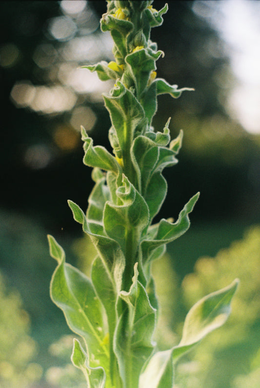 Allergy Spell Elixir