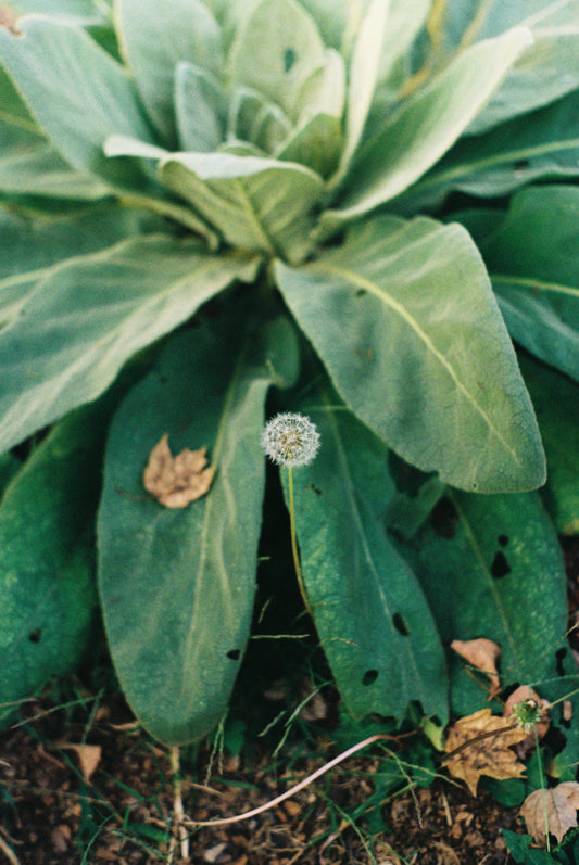 Plant Rituals for Universal Healing