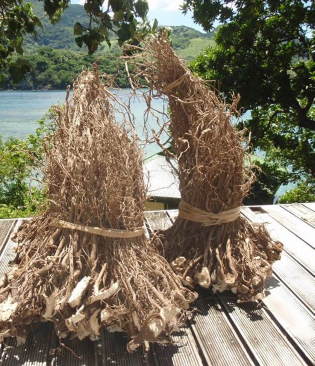 What is Kava? A Field Guide