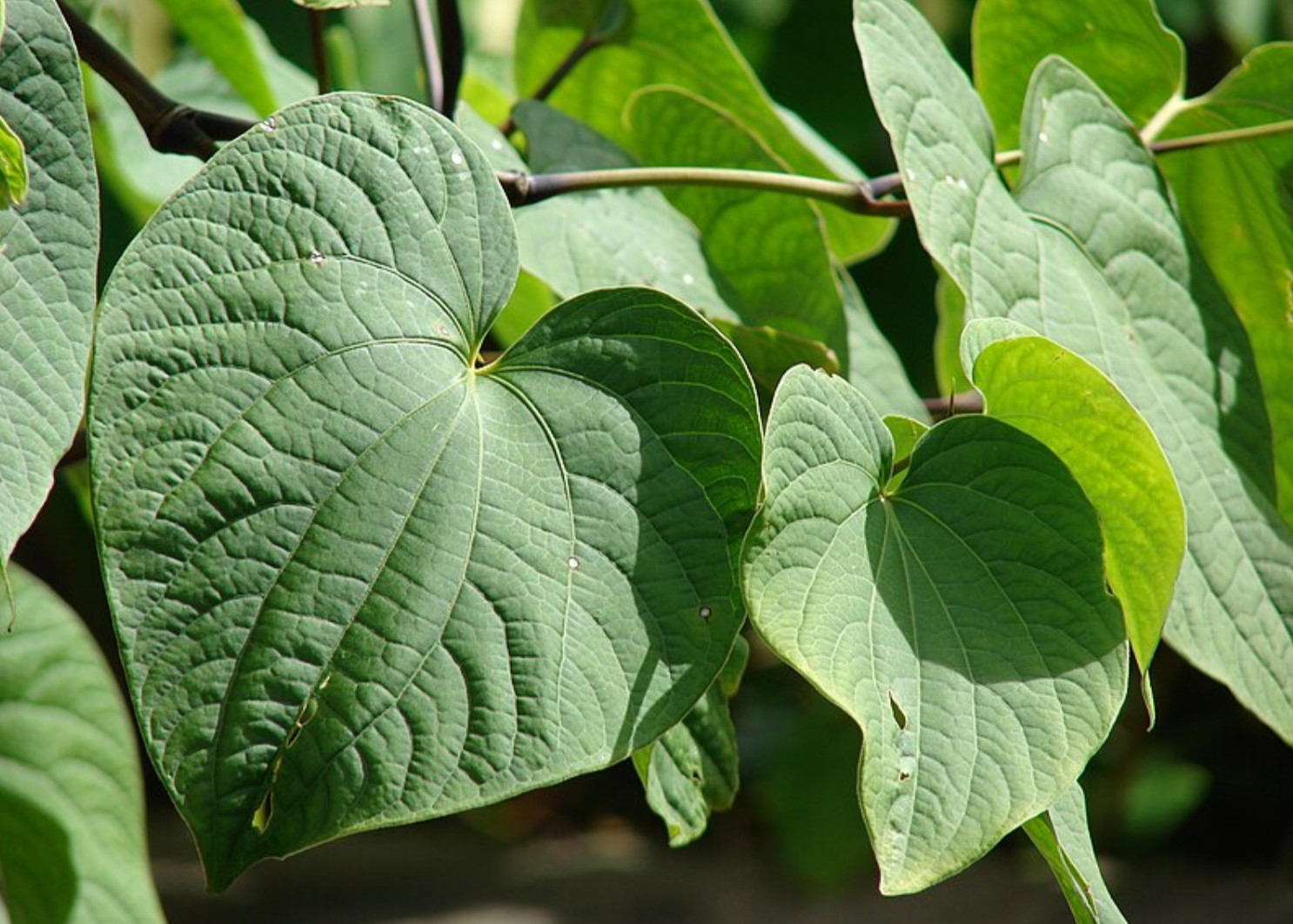 Close-up of green Kava leaves. The leaves are not medicinal, but the roots are