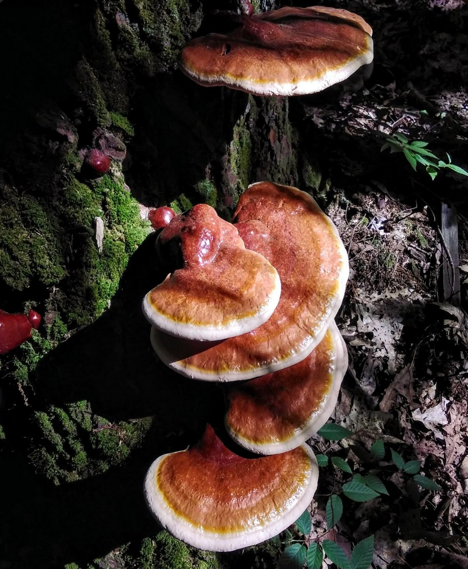 Fruiting Body Elixir